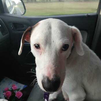 Mixed Breed Dogs Available for Adoption - Zaya - Mom | PetCurious