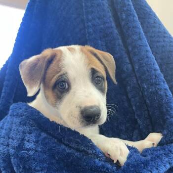 Boxer and Mixed Breed Dogs Available for Adoption in Kanab, Utah - Oakley | PetCurious