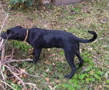 Agnes -  Labrador Retriever Dog for Adoption in Elmwood, Louisiana - Agnes | PetCurious