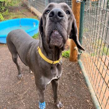 Jackie fka Mouse -  Great Dane and Mixed Breed Dog for Adoption in Portland, Oregon - Jackie Fka Mouse | PetCurious