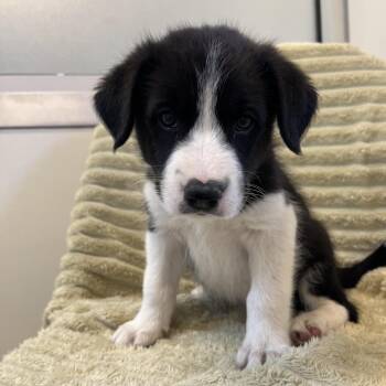 Mermaid -  Australian Shepherd and Great Pyrenees Dog for Adoption in Kanab, Utah - Mermaid | PetCurious