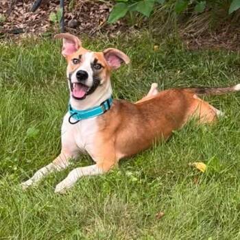 Libby -  Mixed Breed Dog for Adoption in East Peoria, Illinois - Libby | PetCurious