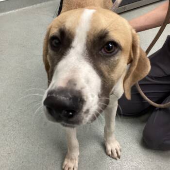 Rescue Terrier Dogs for Adoption in Abilene, Texas - Chicago | PetCurious