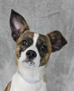 Boston Terrier and Terrier Dogs Available for Adoption in New York, New York - Zippy | PetCurious