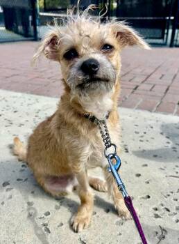 Mixed Breed Dogs Available for Adoption - Biscotti | PetCurious
