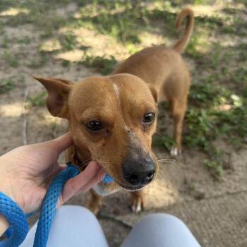 Brownie -  Chihuahua and Jack Russell Terrier Dog for Adoption in Harlingen, Texas - Brownie | PetCurious