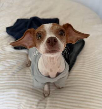 Hazel -  Chihuahua Dog for Adoption - Hazel | PetCurious