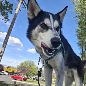 Alaskan Malamute Dogs Available for Adoption in Murray, Utah - Malachi | PetCurious