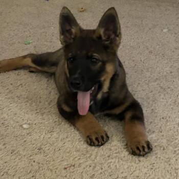 Mixed Breed Dogs Available for Adoption - Grizz | PetCurious