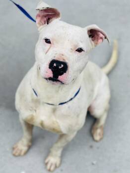 AC-4461 "Nacho" -  Pit Bull Terrier Dog Available for Adoption in Conyers, Georgia - AC-4461 "Nacho" | PetCurious