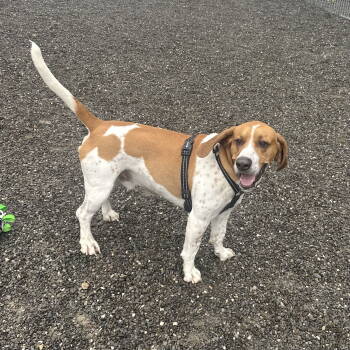 Rescue Hound and Beagle Dogs for Adoption in Rockaway, New Jersey - Milo Hound NJ | PetCurious