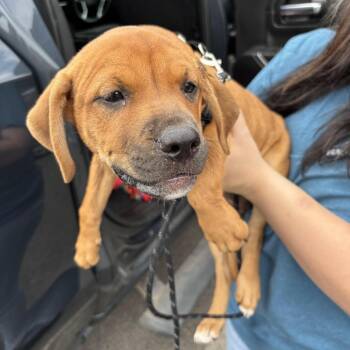 Tizzy -  Mixed Breed Dog for Adoption in Marshall, Texas - Tizzy | PetCurious