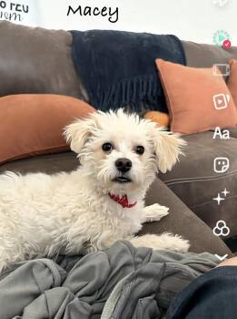Maltese Dogs Available for Adoption in Las Vegas, Nevada - Macey | PetCurious