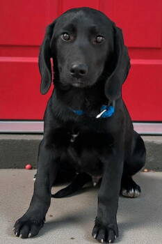 Rescue Labrador Retriever Dogs for Adoption in Franklin, Tennessee - PUPPY WESLEY | PetCurious