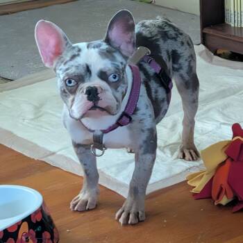 Miller -  French Bulldog Dog for Adoption - Miller | PetCurious