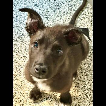 Percy -  Mixed Breed Dog for Adoption in Hurricane, Utah - Percy | PetCurious