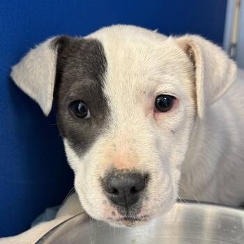 Mixed Breed Dogs Available for Adoption - 103412 | PetCurious