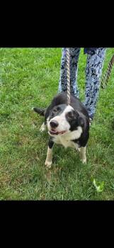 Babe -  Border Collie Dog for Adoption in Indianapolis, Indiana - Babe | PetCurious