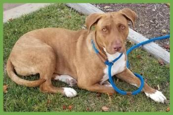 Rescue Vizsla and Pit Bull Terrier Dogs for Adoption in Amherst, Massachusetts - Dakota | PetCurious
