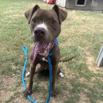 Tanner -  Mixed Breed Dog for Adoption in Chattanooga, Tennessee - Tanner | PetCurious