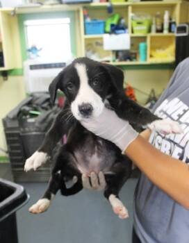 Rescue German Shepherd Dog and Mixed Breed Dogs for Adoption in Picayune, Mississippi - Ava | PetCurious