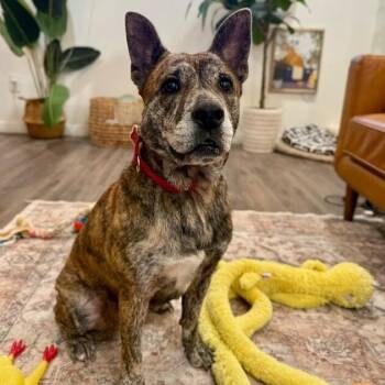 Pit Bull Terrier and Dutch Shepherd Dogs Available for Adoption in Friendswood, Texas - Precious Angel Too Sweet To Be True | PetCurious