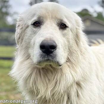 Great Pyrenees Dogs Available for Adoption in Beacon, New York - Levi In GA - Gentle & Loving! | PetCurious