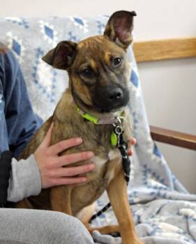 Mixed Breed Dogs Available for Adoption in Mansfield, Massachusetts - Ladybug | PetCurious