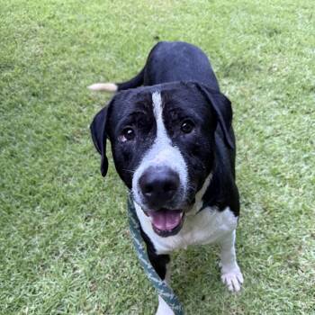 SILAS - Sponsored Adoption Fee -  American Staffordshire Terrier Dog for Adoption in Fosters, Alabama - SILAS - Sponsored Adoption Fee | PetCurious