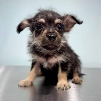 Terrier Dogs Available for Adoption in Portland, Oregon - Opal | PetCurious