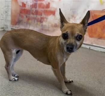 BRIBRI -  Chihuahua Dog for Adoption in San Bernardino, California - BRIBRI | PetCurious