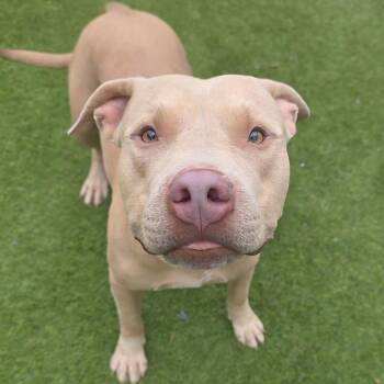 Valcor -  Pit Bull Terrier Dog for Adoption in Chandler, Arizona - Valcor | PetCurious