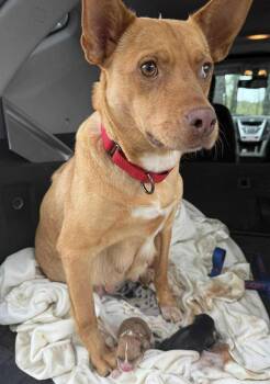 Rescue Hound Dogs for Adoption in Mount Holly, New Jersey - Lara | PetCurious