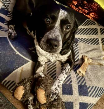 Australian Cattle Dog Blue Heeler and Pit Bull Terrier Dogs Available for Adoption in Mooresville, North Carolina - Brody | PetCurious
