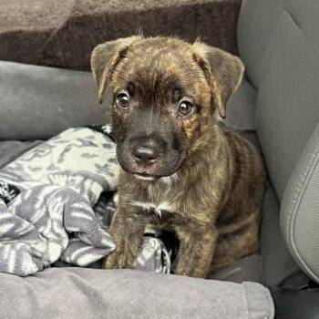 Macaw -  Mixed Breed Dog for Adoption in Itasca, Illinois - Macaw | PetCurious