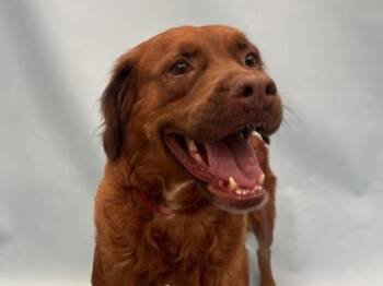 Josie -  Mixed Breed Dog for Adoption in Golden Valley, Minnesota - Josie | PetCurious