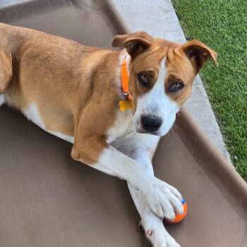 Labrador Retriever and Mixed Breed Dogs Available for Adoption - Cheddar | PetCurious
