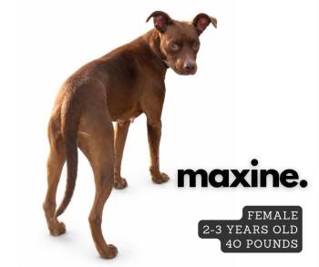 Maxine -  Pit Bull Terrier Dog for Adoption in Ashland, Kentucky - Maxine | PetCurious