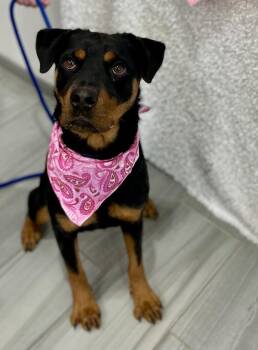 Rottweiler Dogs Available for Adoption - Zoey | PetCurious