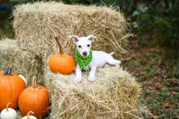 Rescue Australian Cattle Dog Blue Heeler and Hound Dogs for Adoption in Bonifay, Florida - Cassidy (Coming Soon) | PetCurious