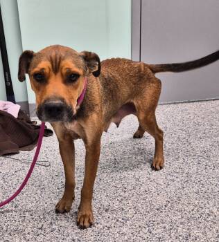 Rescue Terrier Dogs for Adoption in Athens, Tennessee - Almond Joy | PetCurious