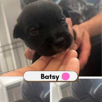 Batsy -  Australian Shepherd and American Staffordshire Terrier Dog for Adoption in Phoenix, Arizona - Batsy | PetCurious
