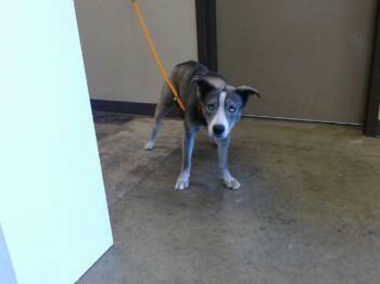 Siberian Husky and Pit Bull Terrier Dogs Available for Adoption - NATALIA - NEEDS A FOSTER | PetCurious