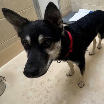 Willow -  Mixed Breed Dog for Adoption in Winston-salem, North Carolina - Willow | PetCurious