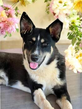 Rescue Australian Shepherd Dogs for Adoption in Athens, Tennessee - Chip- Not A Large Breed 40 Lbs | PetCurious