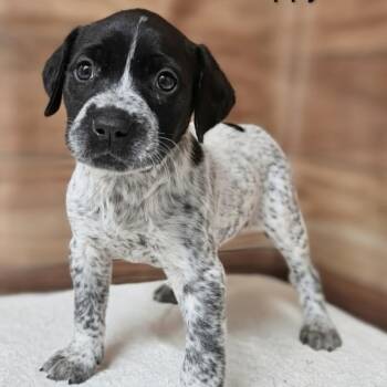 Labrador Retriever and German Shorthaired Pointer Dogs Available for Adoption in Griswold, Connecticut - Poppy | PetCurious
