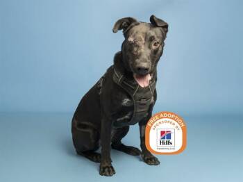MADDIE -  Labrador Retriever and Mixed Breed Dog for Adoption in Phoenix, Arizona - MADDIE | PetCurious