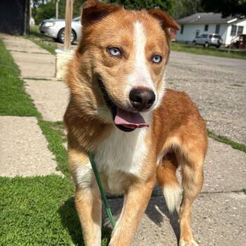 Latte -  Husky Dog for Adoption in Alma, Michigan - Latte | PetCurious