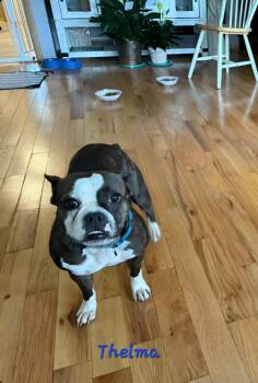 Rescue Boston Terrier and Bulldog Dogs for Adoption in Wever, Iowa - Thelma | PetCurious