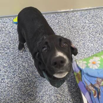 Nergal -  Black Labrador Retriever and Border Collie Dog for Adoption in Binghamton, New York - Nergal | PetCurious
